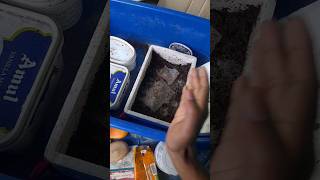 Grindal worm culture setup grindalwormculture livefood aquariumfish fishfood shortsviral short [upl. by Ttelrats515]