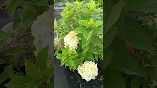 Гортензия метельчатаяHydrangea paniculata Panatella Серия Пан [upl. by Ahsiekan]