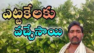 బత్తాయిలో ఎక్కువ పూతలు రప్పించడం ఎలా How To Get More Flowers On Your Citrus Trees [upl. by Nnylarac225]