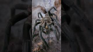 Australian tarantula Phlogius Hirsutus having a big feed🙂 Thanks for watching Subscribe 4more👍 [upl. by Assyle261]