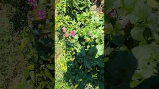 Peppers and flowers saved from Frost with tarp lick Creek apiary [upl. by Qulllon]