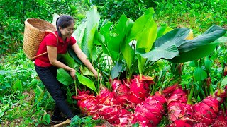 Harvest galangal amp Goes To Market Sell  Harvesting And Cooking  Lý Song Ca [upl. by Kala487]