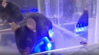 Optogenetics develops painlike behavior in mice [upl. by Pytlik189]