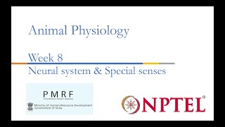 Neural systems amp Special senses PMRFNPTEL Session on Animal Physiologynoc24bt56 Week 8 [upl. by Eico389]