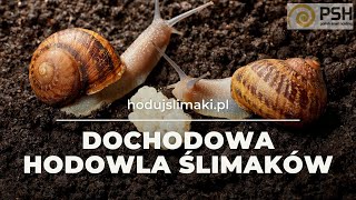 Hodowla ślimaków  jak hodować ślimaki czy biznes jest opłacalny [upl. by Geraldine758]