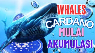 CARDANO  WHALES MULAI MASUK AKUMULASI [upl. by Amelus116]