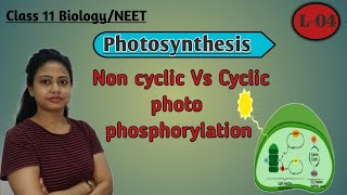 Ch13 Photosynthesis L04  Non cyclic Vs cyclic photophosphorylation  Class 11 BiologyNEETAIIMS [upl. by Camilia]