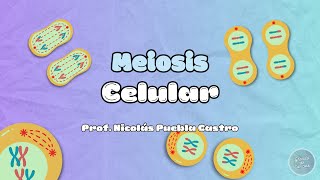 Meiosis en 5 minutos [upl. by Ailet]