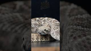 3 WDBS Western Diamondback Rattlesnakes [upl. by Zilvia]