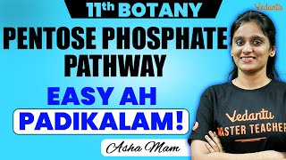 11th Botany  Pentose Phosphate Pathway  Asha Maam [upl. by Robin444]