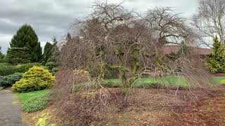 Acer palmatum dissectum Ever Red Weeping Japanese Maple Tree January 31 2020 [upl. by Allissa693]