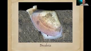 Mollusca  Introdução Aplacophora Monoplacophora Polyplacophora e Gastropoda [upl. by Kovacev900]