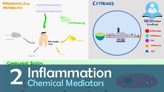 Chemical Mediators of Inflammation [upl. by Range806]