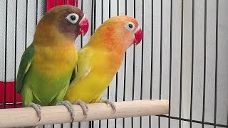 Kicau Lovebird 2 [upl. by Hammad]