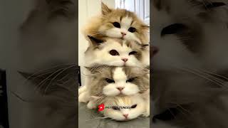 Do you love cats 🐱 Funny cat videos  cute cats  Try not to laugh  Cat videos Compilation short🐈 [upl. by Nujra304]