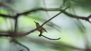 Olivebacked Sunbird Hovering [upl. by Rind67]