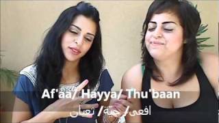 Arabic for beginners  Animals الحيوانات [upl. by Etep]