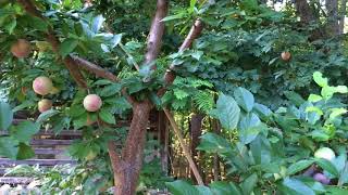 Methley Plum Tree  KW Homestead [upl. by Cloe]