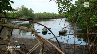 Le Jardin Extraordinaire RTBF 1  Les mystères du fleuve Congo  chutes de Zongo  Mangrove [upl. by Sinaj423]