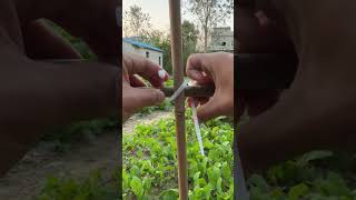 Fixing process of nylon ties for vegetable patch bamboo frame [upl. by Naujd520]