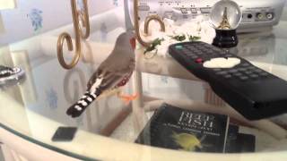 A day in the life of a Zebra Finch Part 2 of 2 [upl. by Idnib]