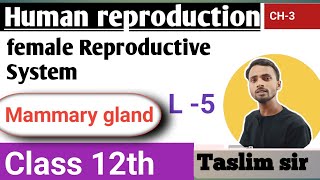 class 12th Biology chapter 3  mammary gland  human reproduction [upl. by Yzzik]