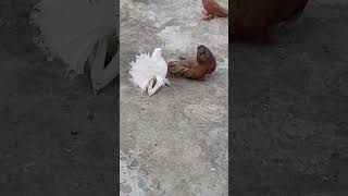 Lakha for sale fental trending subscribe viralvideo pigeon [upl. by Patti]