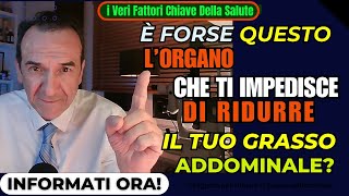 il segreto per ridurre il grasso addominale Scopri lorgano chiave direttamente responsabile [upl. by Bent]