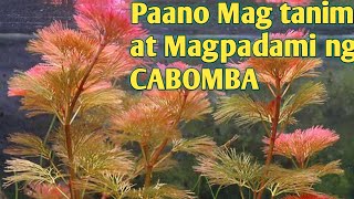 Paano Magtanim at Magpadami ng CABOMBA [upl. by Sillsby]