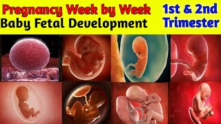 Pregnancy week by week  1 to 27 weeks  Fetal Development [upl. by Richmal]