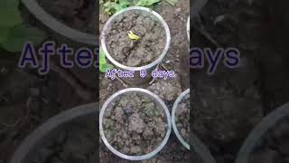 Propagation of Parijatham from seeds  Night flowering jasmine  gardening [upl. by Nilo]