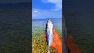 Found dead tongkolfish on the beach shorts shortvideo viralvideo [upl. by Clute547]