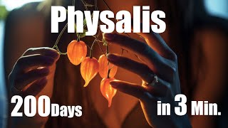 Growing Physalis Plant from Seed to Fruit 🌱 200 Days Time Lapse  Full life Cycle [upl. by Introc]