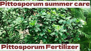 Pittosporum summer care and watering  how Pittosporum Fertilizer [upl. by Lisabeth]