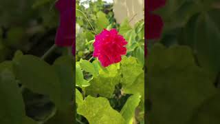 Pink rose rose garden gardening nature naturelovers beautiful [upl. by Ahsertal]