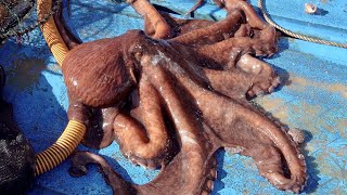 Interesting Large Octopus Fishing How Korean Fishermen Catch and Cook Octopuses [upl. by Solly581]