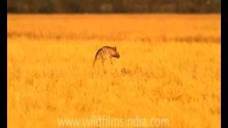 Hyaena in Velavadar National Park Gujarat [upl. by Esikram127]