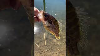 MULTISPECIES Fishing fishing bassfishing bass catchandrelease fish sunfish fish [upl. by Siuol]