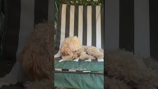 BUON FERRAGOSTO canedivertente cane dog funny ferragosto [upl. by Sheepshanks]