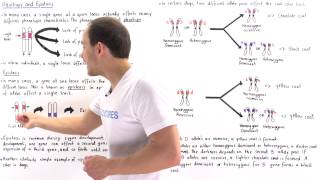 Pleiotropy and Epistasis [upl. by Merriam]