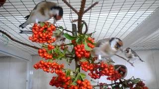 Cardellini novelli e pyracantha II [upl. by Beard]