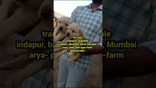 Labrador for sale transport available indapur pune mumbai aryapetsandagrofarm 8600397087 [upl. by Ile]