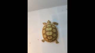 Baby Thin line sulcata tortoise [upl. by Malti]