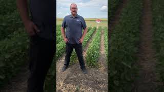 Brevant™ seeds Soybean Varieties  Corteva Agriscience Canada [upl. by Wills]