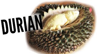 DURIAN Taste Test  FRUITY FRUITS [upl. by Blisse]