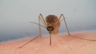 How Mosquitoes Use Six Needles to Suck Blood [upl. by Bryna522]