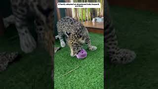 adopt a motherless baby leopard leopard animals shorts [upl. by Rangel]