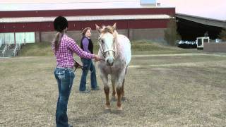 Quartering System for Horse Showmanship [upl. by Arlin181]