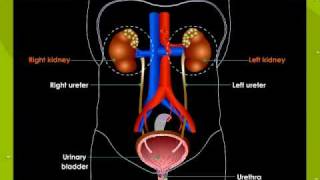 Excretory System [upl. by Eeuqram]