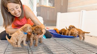 Potty Training Our 4 Week Old Goldendoodle Puppies [upl. by Nylcsoj]